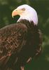 Bald Eagle (Haliaeetus leucocephalus)