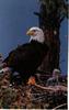 Bald Eagle (Haliaeetus leucocephalus) and chick on nest