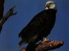 Bald Eagle (Haliaeetus leucocephalus) perched