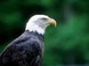 Bald Eagle (Haliaeetus leucocephalus) head