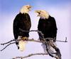 Bald Eagle (Haliaeetus leucocephalus) calling pair
