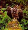 Bald Eagle (Haliaeetus leucocephalus) fledgling