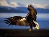 Bald Eagle (Haliaeetus leucocephalus) in flight