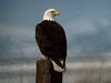 Bald Eagle (Haliaeetus leucocephalus) on post