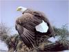 [Animal Art] Bald Eagle (Haliaeetus leucocephalus): Robert Bateman - Vantage Point (1980)