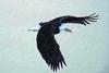 [Animal Art] Bald Eagle (Haliaeetus leucocephalus) in flight
