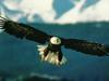 Bald Eagle (Haliaeetus leucocephalus) in flight