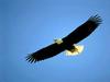 Bald Eagle (Haliaeetus leucocephalus) in flight