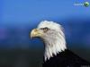 Bald Eagle (Haliaeetus leucocephalus) head