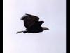 Bald Eagle (Haliaeetus leucocephalus) in flight