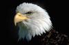 Bald Eagle (Haliaeetus leucocephalus) head