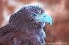 Bald Eagle (Haliaeetus leucocephalus) immature