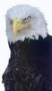 Bald Eagle (Haliaeetus leucocephalus) head