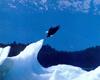 Bald Eagle (Haliaeetus leucocephalus) perching to ice tip