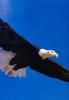 Bald Eagle (Haliaeetus leucocephalus) in flight