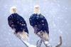 Bald Eagle (Haliaeetus leucocephalus) pair