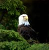 Bald Eagle (Haliaeetus leucocephalus)