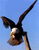 Bald Eagle (Haliaeetus leucocephalus) perching to post