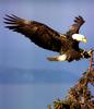 Bald Eagle (Haliaeetus leucocephalus) perching to tree top