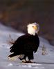 Bald Eagle (Haliaeetus leucocephalus) on snow