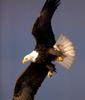 Bald Eagle (Haliaeetus leucocephalus) in flight