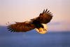 Bald Eagle (Haliaeetus leucocephalus) in flight