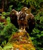 Bald Eagle (Haliaeetus leucocephalus) fledgling