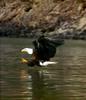 Bald Eagle (Haliaeetus leucocephalus) hunting flight