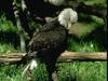 Bald Eagle (Haliaeetus leucocephalus)