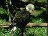 Bald Eagle (Haliaeetus leucocephalus)