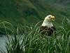 Bald Eagle (Haliaeetus leucocephalus)