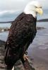 Bald Eagle (Haliaeetus leucocephalus)