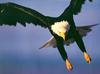 Bald Eagle (Haliaeetus leucocephalus) dropping