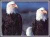 Bald Eagles (Haliaeetus leucocephalus)