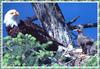 Bald Eagle (Haliaeetus leucocephalus) and chick on nest