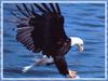 Bald Eagle (Haliaeetus leucocephalus) hunting flight