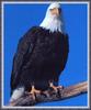 Bald Eagle (Haliaeetus leucocephalus) perched