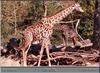 Giraffe (Giraffa camelopardalis) - Zoo Atlanta