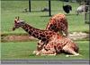 Reticulated Giraffe (Giraffa camelopardalis reticulata) - Montgomery Zoo