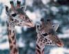 Giraffe (Giraffa camelopardalis) heads