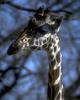 Giraffe (Giraffa camelopardalis) head