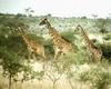 Giraffe (Giraffa camelopardalis) marching herd