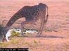 Giraffe (Giraffa camelopardalis) drinking water