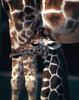 Giraffe (Giraffa camelopardalis) - A new beginning Giraffe