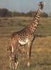 Masai Giraffe (Giraffa camelopardalis tippelskirchi) mother and baby