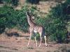 Masai Giraffe (Giraffa camelopardalis tippelskirchi)