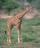 Giraffe (Giraffa camelopardalis) juvenile