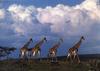 Giraffe (Giraffa camelopardalis) herd marching by Kennan Ward