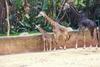 Giraffe (Giraffa camelopardalis) family in LA Zoo