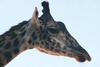 Masai Giraffe (Giraffa camelopardalis tippelskirchi) at San Diego Zoo